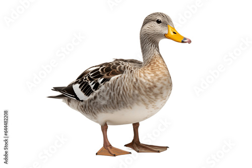 Duck's Pose Isolated on a Transparent Background PNG. Generative Ai