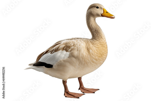 Close up of a duck Isolated on a Transparent Background PNG. Generative Ai