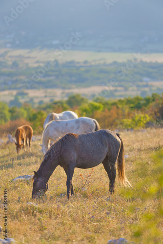 Dawn Grazing: Wild Horses in the Goranci Highlands