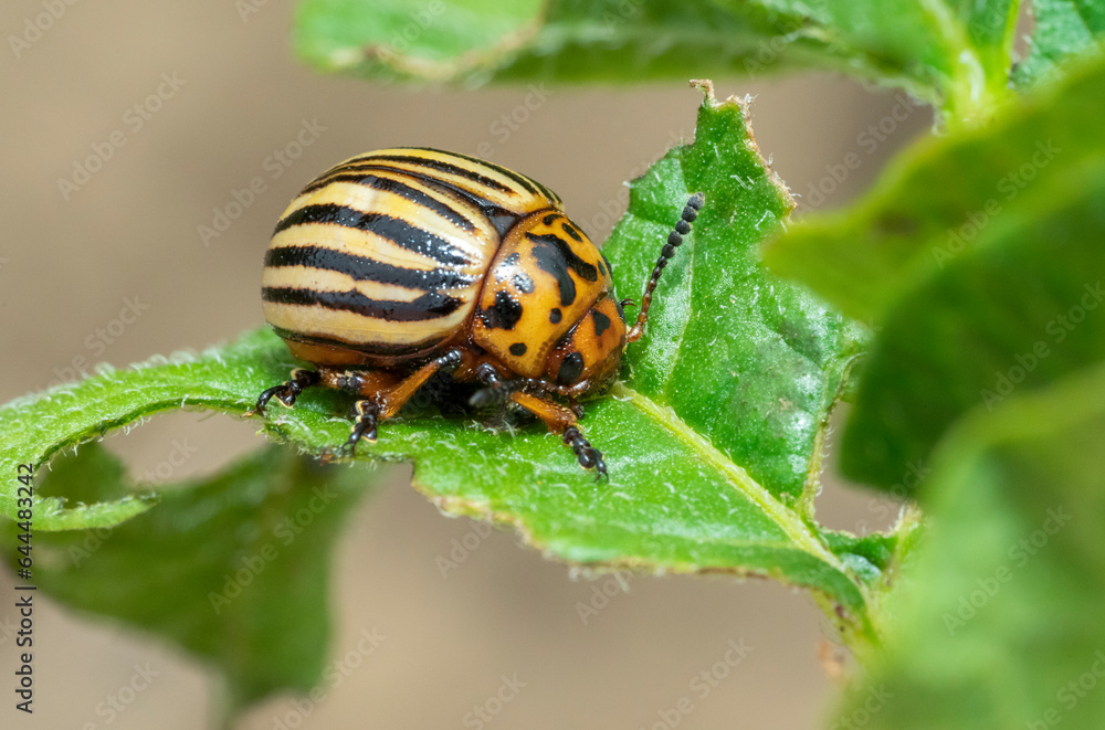 Colorado potato beetle Colorado potato beetle