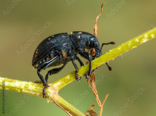 Liparus beetle photo