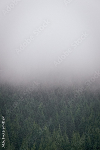 fog in the forest