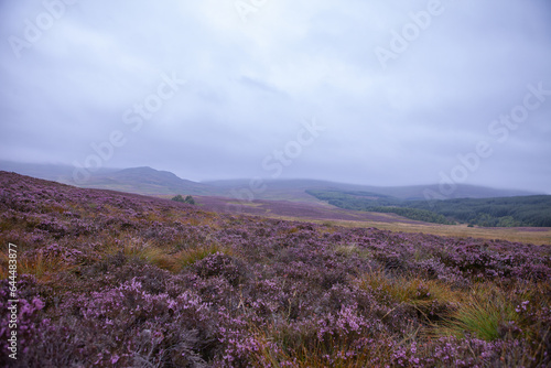 Heather, Calluna in Cairnorms National Park in Scotland, UK in full bloom. Summer scenery photo of stunning landscape.  © iva