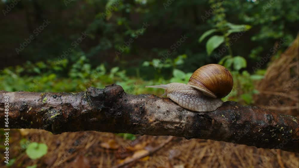 Time-Lapse of Snail Gliding Over a Branch Time-Lapse of Snail Gliding Over a Branch