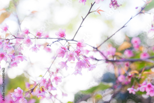 Pink cherry blossom bloomming on tree branch