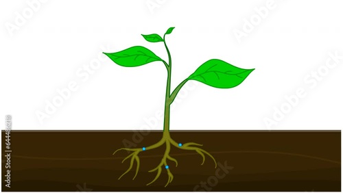 Transpiration stages in plants animation. Roots absorb water movement from the soil, travels from root to up leaves, evaporates on the surface of the leaves. drops cycle, vapors. Biology video