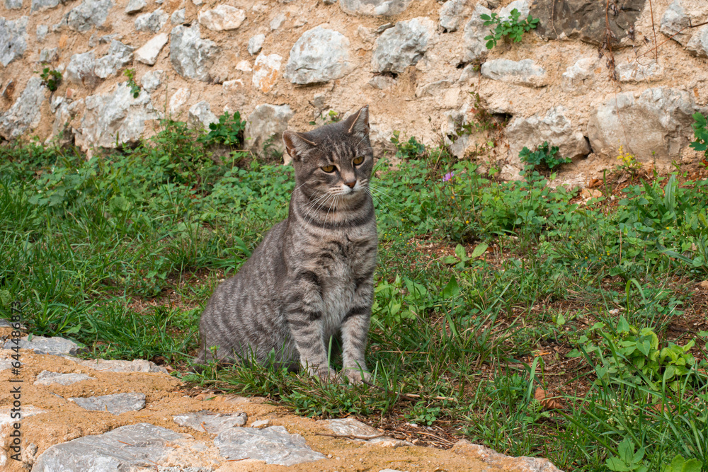 melancholic domestic cat on the leash playing in the garden melancholic domestic cat on the leash playing in the garden