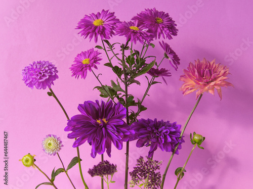 Pink flowers bunch on pink background. Purple and pink dahlia and daisy bouquet. Pink aesthetic. Decor, celebration, gift, card. Layout of bright dahlia flowers, copy space. Minimalist background.