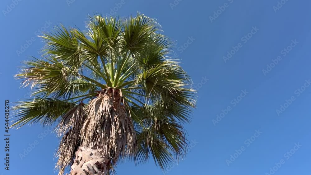 Green palm and palm leaves on a blue sky background. Summer Banner with copy space and palm leaves blowing in the wind Green palm and palm leaves on a blue sky background. Summer Banner with copy space and palm leaves blowing in the wind
