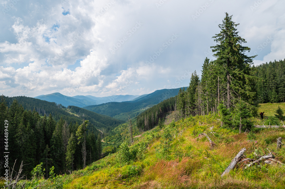 Beautiful autumn landscape of the Ukrainian Carpathians, fir trees, hills and felled trees