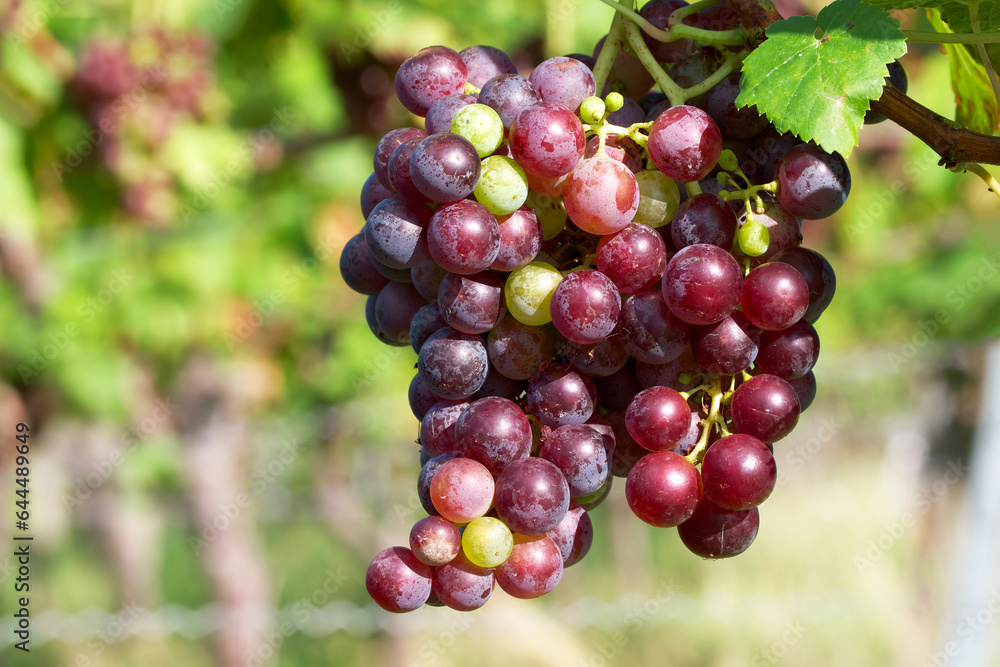 ripening bunch of grapes in the vineyard