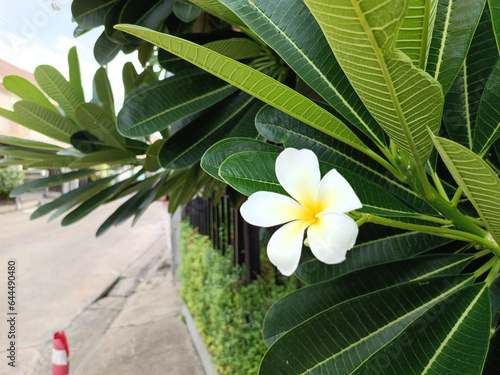 Single White Flower, Green Leaves, Roadside Beauty