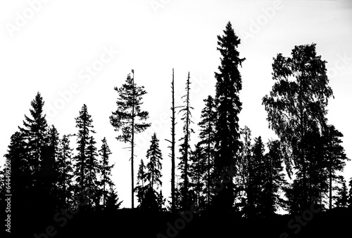 Silkhouette of conifer forest, transparent png. Add your own background.