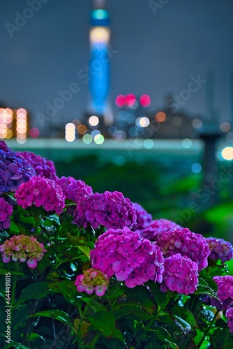 アジサイと東京の夜景