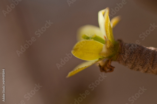 Euphorbia balsamifera photo