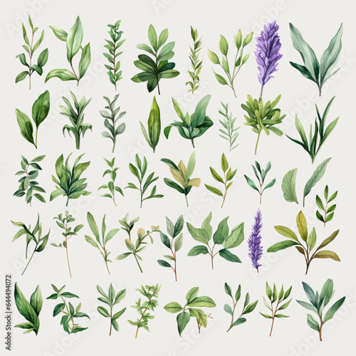 Set of Watercolor Herb Leaves