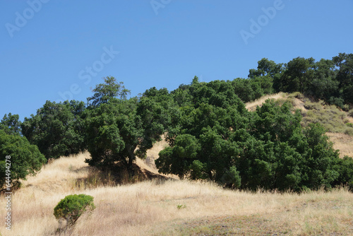 California summer landscape with golden hills and oak trees