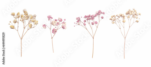 Beautiful floral set with wild dried gypsophila flowers. Stock herbarium illustration.