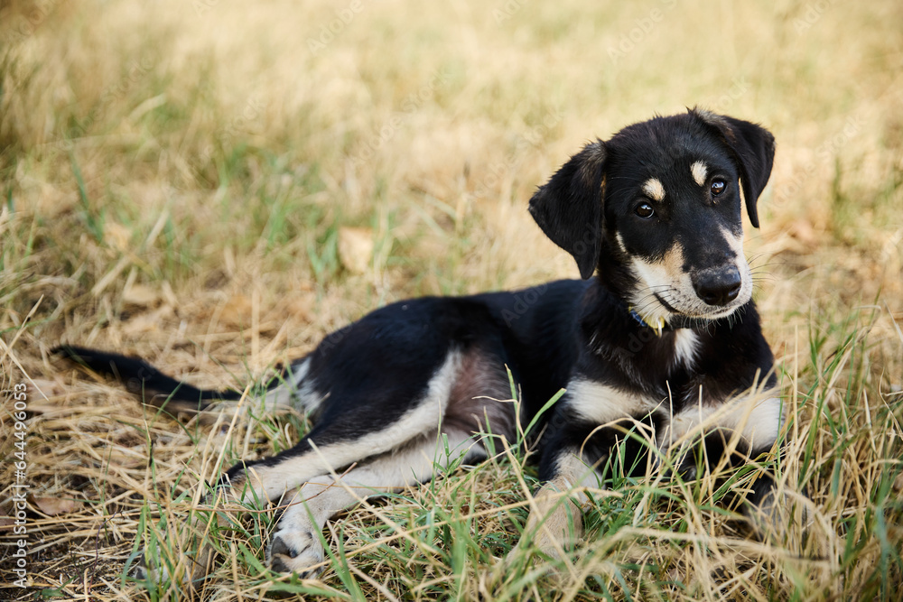 portrait of a dog in a shelter waiting for adoption portrait of a dog in a shelter waiting for adoption