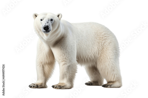 Polar Bear Isolated on a Transparent PNG Background. Generative Ai