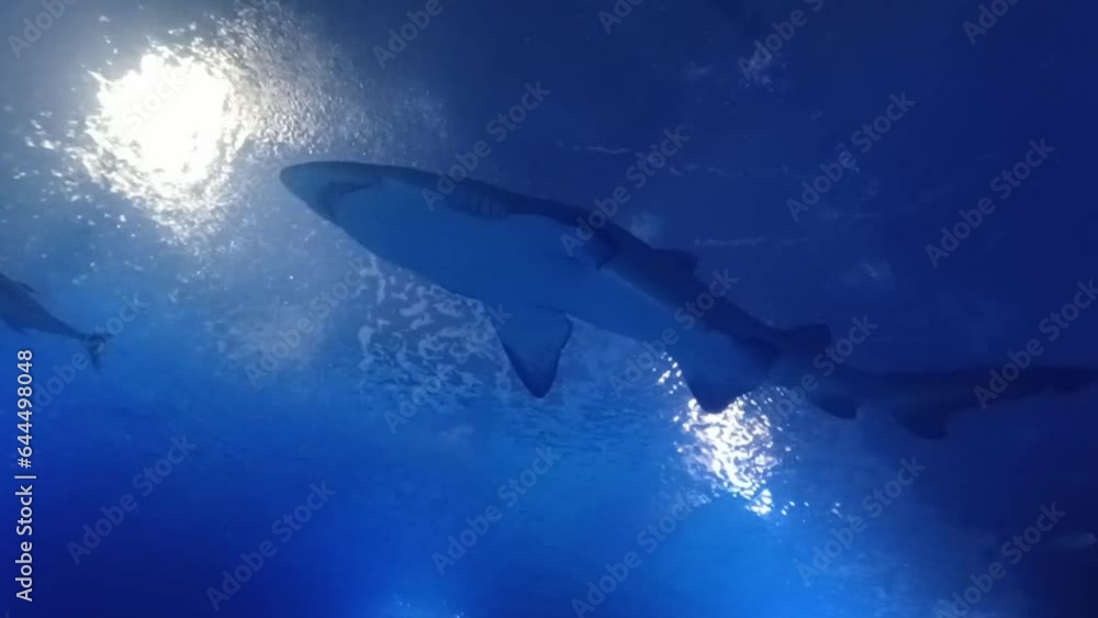Rare video of a swimming shark seen from below Rare video of a swimming shark seen from below
