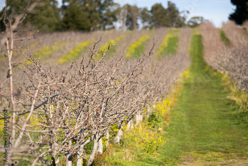 Fotografija apple trees in an orchard on a farm