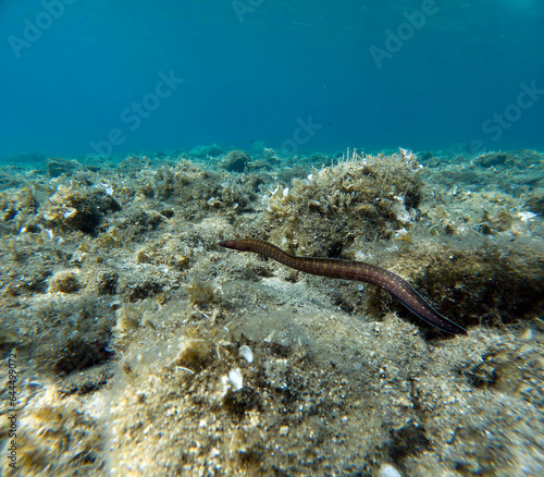 The Mediterranean moray (sometimes also called Roman eel, Muraena helena) is a fish of the moray eel family.
