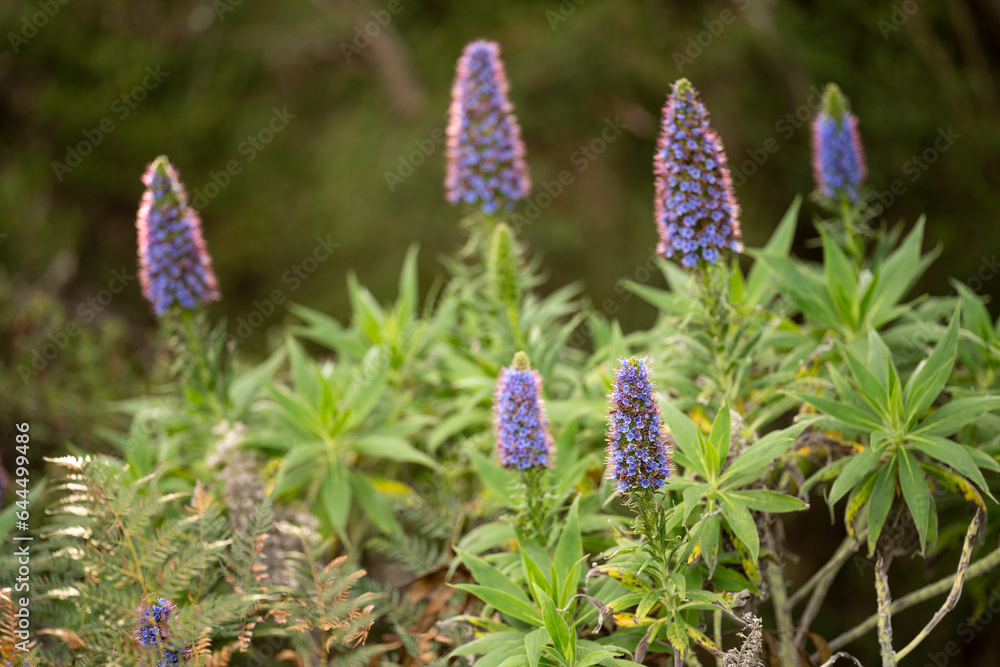 Tall blue flower spikes hi-res stock photography and images Tall blue flower spikes hi-res stock photography and images