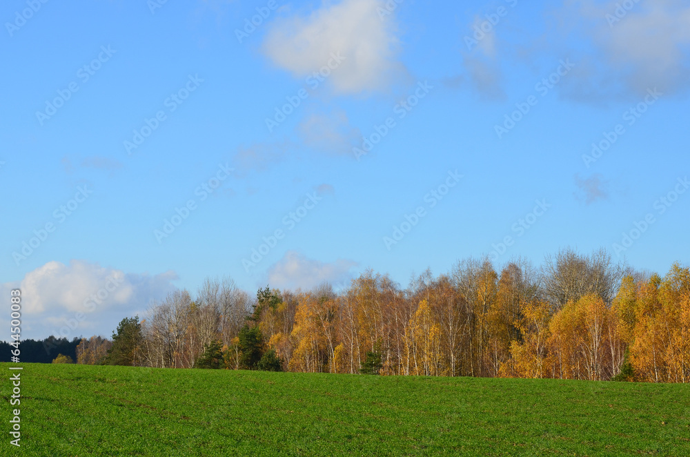 landscape with a green field of winter wheat and trees with yellow foliage