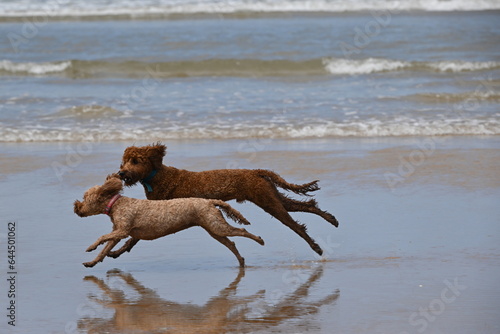Irish doodle chasing red cockapoo on beach