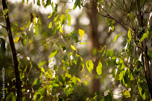 gum leaves on a tree in australia
