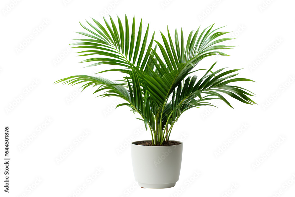 Palm tree in pot isolated on white background PNG