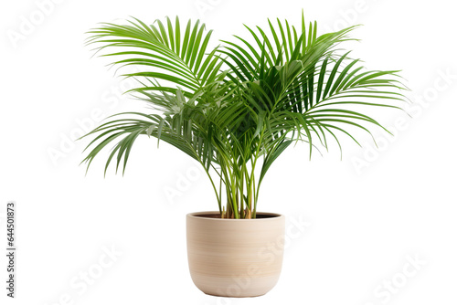 Palm tree in pot isolated on white background PNG