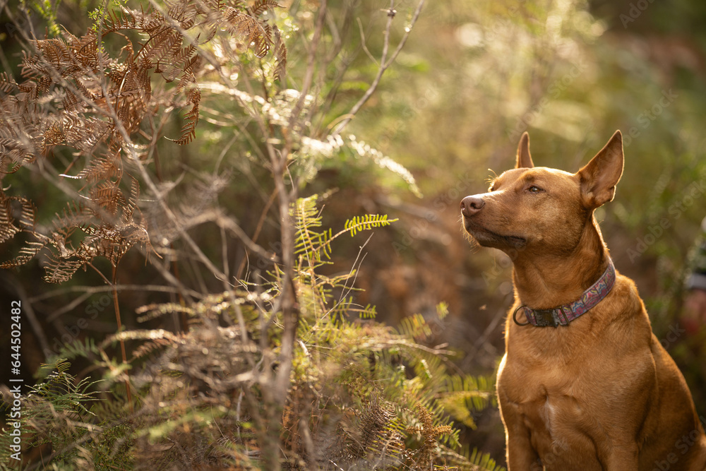 beautiful kelpie in the bush in australia. tan dog