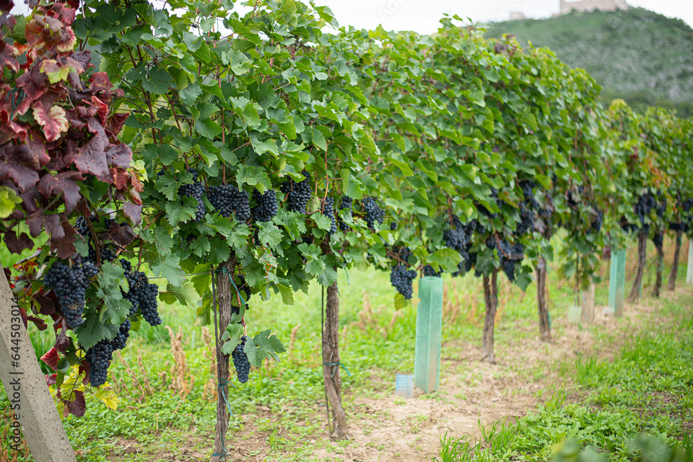 old authentic vineyard with ripe grapes in harvest season old authentic vineyard with ripe grapes in harvest season