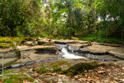 Virgin jungle, humid forest with a river of clean water.