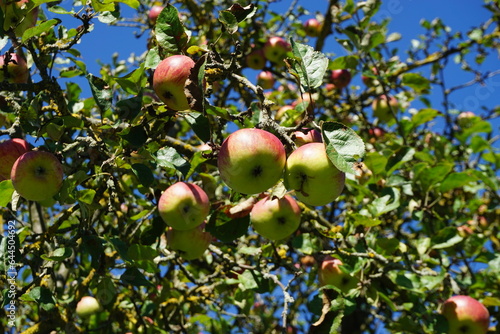 Rot-grüne Äpfel an Baum vor blauem Himmel bei Sonne am Mittag im Spätsommer