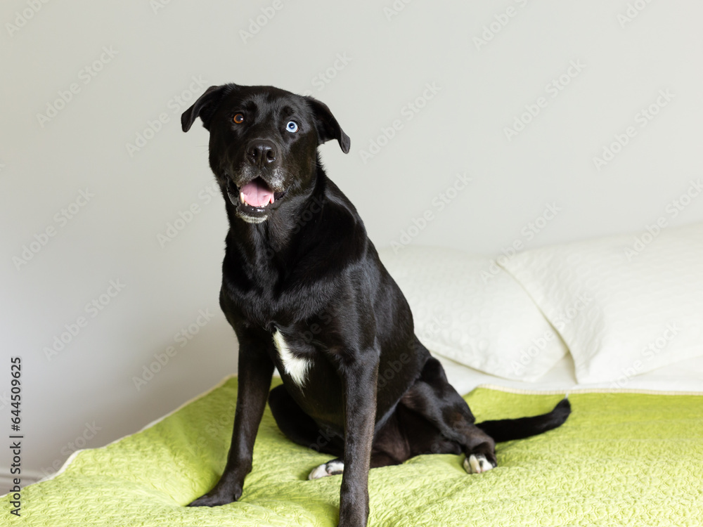 Cute mixed labrador and husky black female dog with odd-coloured eyes sitting on bed with expectant expression Cute mixed labrador and husky black female dog with odd-coloured eyes sitting on bed with expectant expression