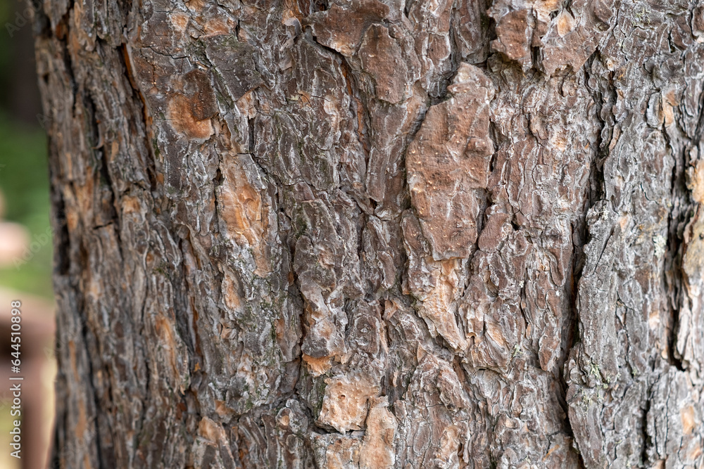 A close-up photo of a tree trunk. There is a forest in the background, and free space for text. The bark of the trunk is infected with pests. Bark destroyed by the weather. A close-up photo of a tree trunk. There is a forest in the background, and free space for text. The bark of the trunk is infected with pests. Bark destroyed by the weather.