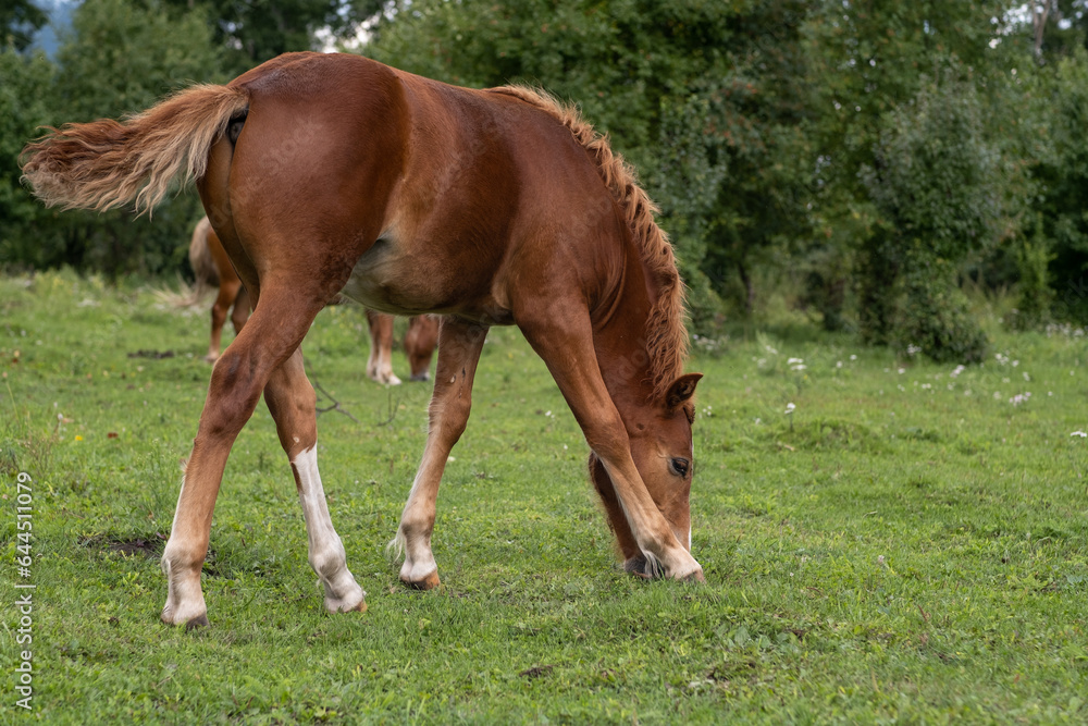 A group of different horses are grazing in the mountains in a summer pasture. Horses eat grass in the meadow. A group of different horses are grazing in the mountains in a summer pasture. Horses eat grass in the meadow.