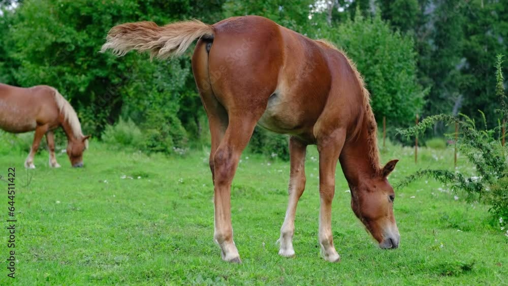 A group of different horses are grazing in the mountains in a summer pasture. Horses eat grass in the meadow. A group of different horses are grazing in the mountains in a summer pasture. Horses eat grass in the meadow.