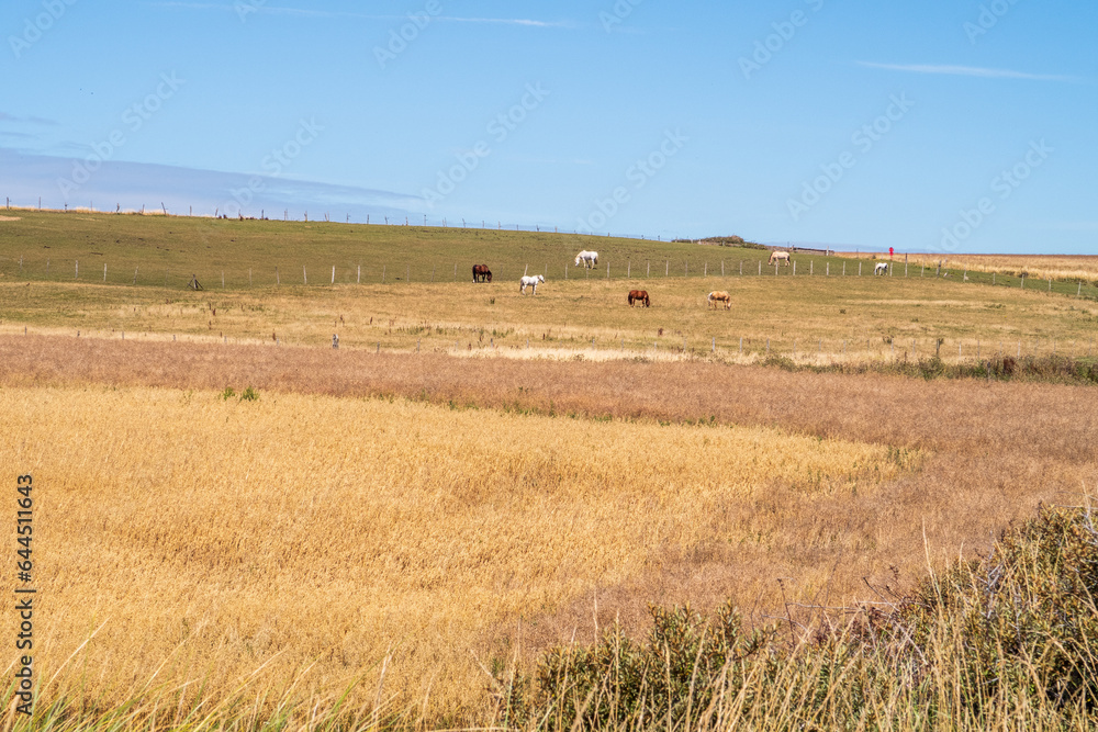 Pâtures et chevaux sur les hauteurs d'Equihen