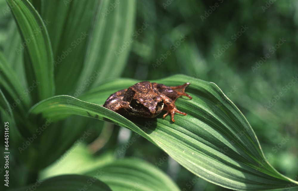 Alpine frog or mountain frog (Rana temporaria) Rana temporaria Alpine frog or mountain frog (Rana temporaria) Rana temporaria