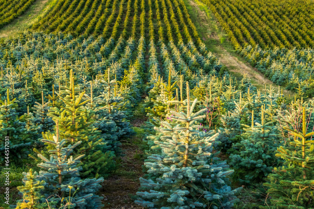 Champ de sapins du Morvan