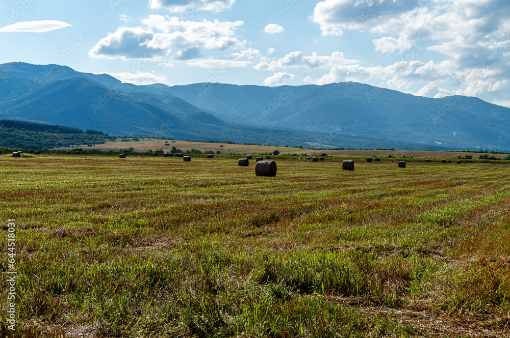 Obraz premium Landscape of straw bales in late summer
