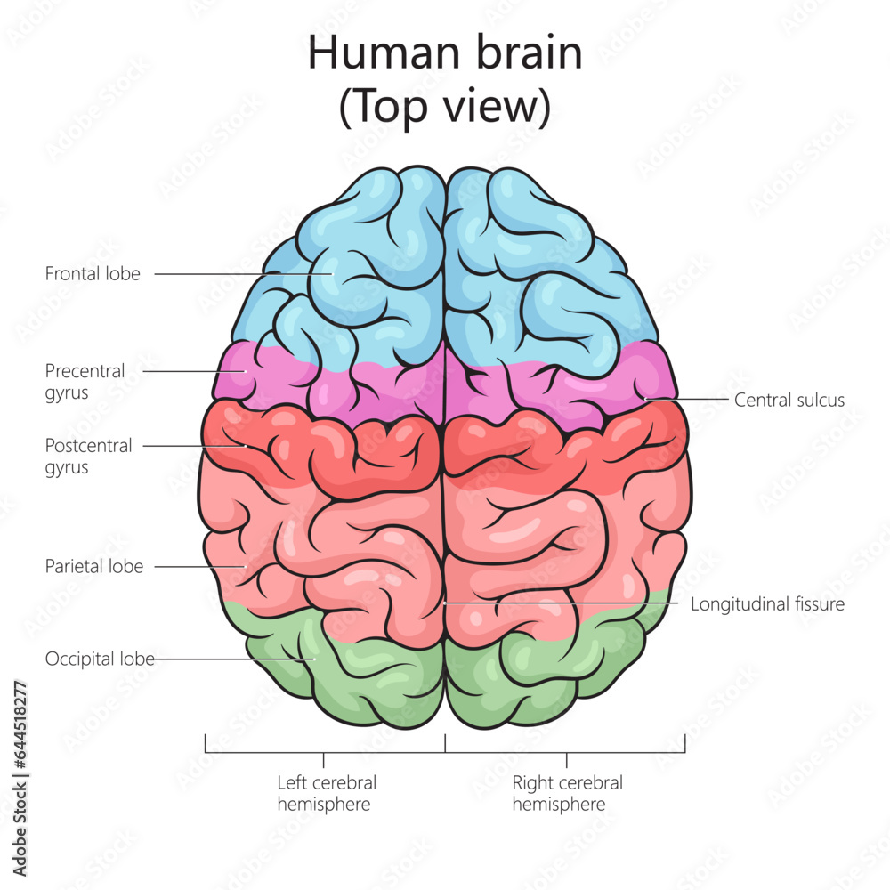 Human brain structure top view diagram schematic vector illustration ...