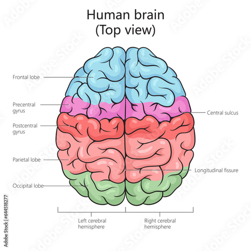Human brain structure top view diagram schematic vector illustration. Medical science educational illustration