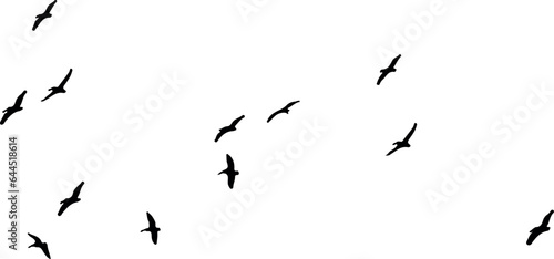 birds in flight 