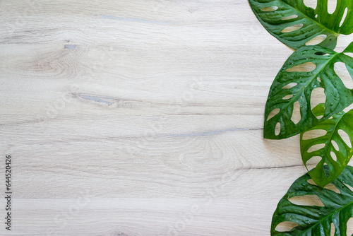 Young beautiful leaves monstera monkey mask obliqua Monstera adansoni lie on a wooden background, top view. flat lay. place for the inscription photo