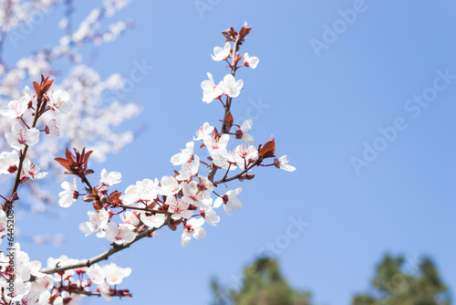 blossom flower, spring flowers, nature background, amazing forest and garden landscape